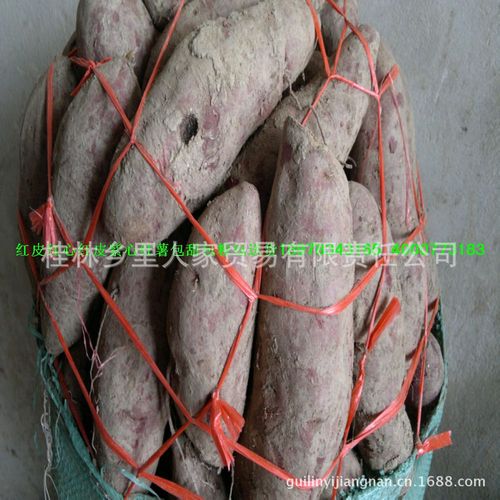 桂林鲜山药鲜淮山产地直供批发 从田间到市场的全链路解析