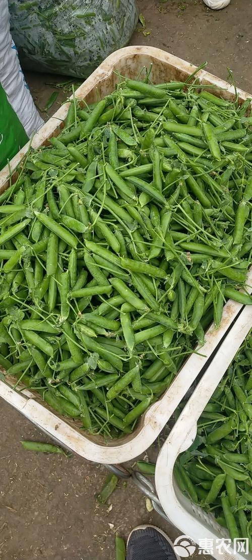 青豌豆 禄劝农副产品的绿色供应之源